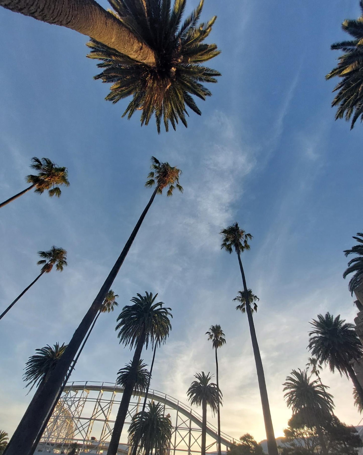 High quality print of a photograph of palm trees at Luna Park, captured with the camera pointing to the sky. The vibrant scene showcases lush palms against a bright, expansive sky, evoking a lively amusement park atmosphere. Printed on premium material for a sophisticated finish.
